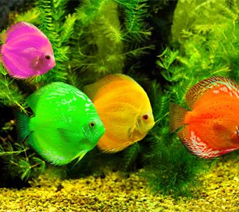 Coloured Fishes