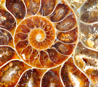 Fossilized Nautilus