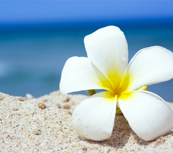White Frangipani on the Beach